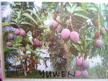 Purple Mango (Yuwen)