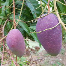 Purple Mango (Yuwen)